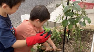 お客様からお花の苗を頂きました！